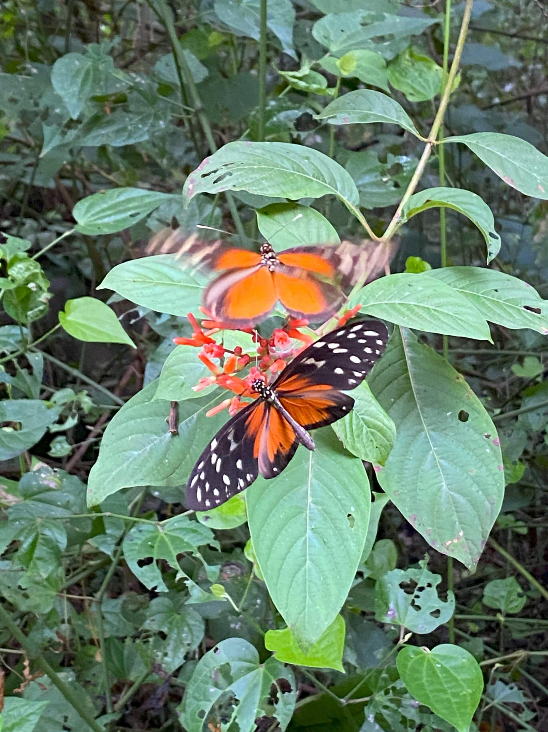 Butterflies, Volcano Maderas Butterflies, Volcano Maderas