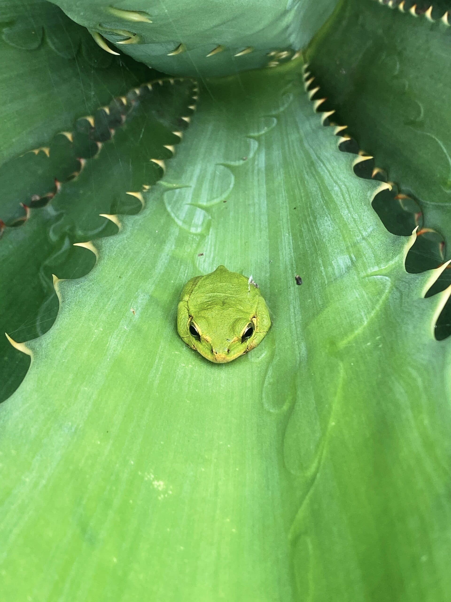 Frog in Agave Frog in Agave