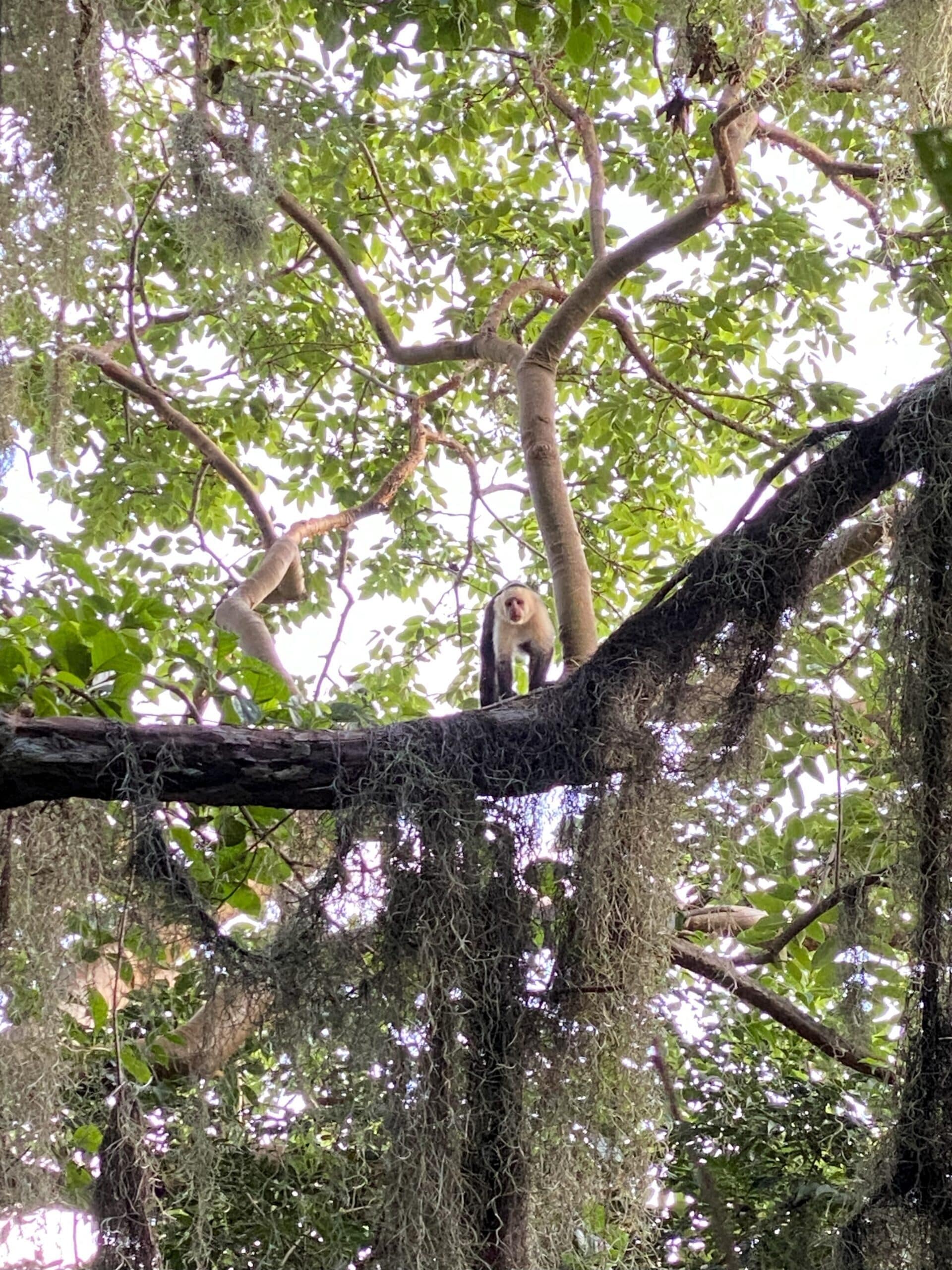 Capuchin monkey on Little Concepcion Ometepe Cheeky Capuchin Monkey staring at me on Little Concepcion Hiking Trail in Ometepe