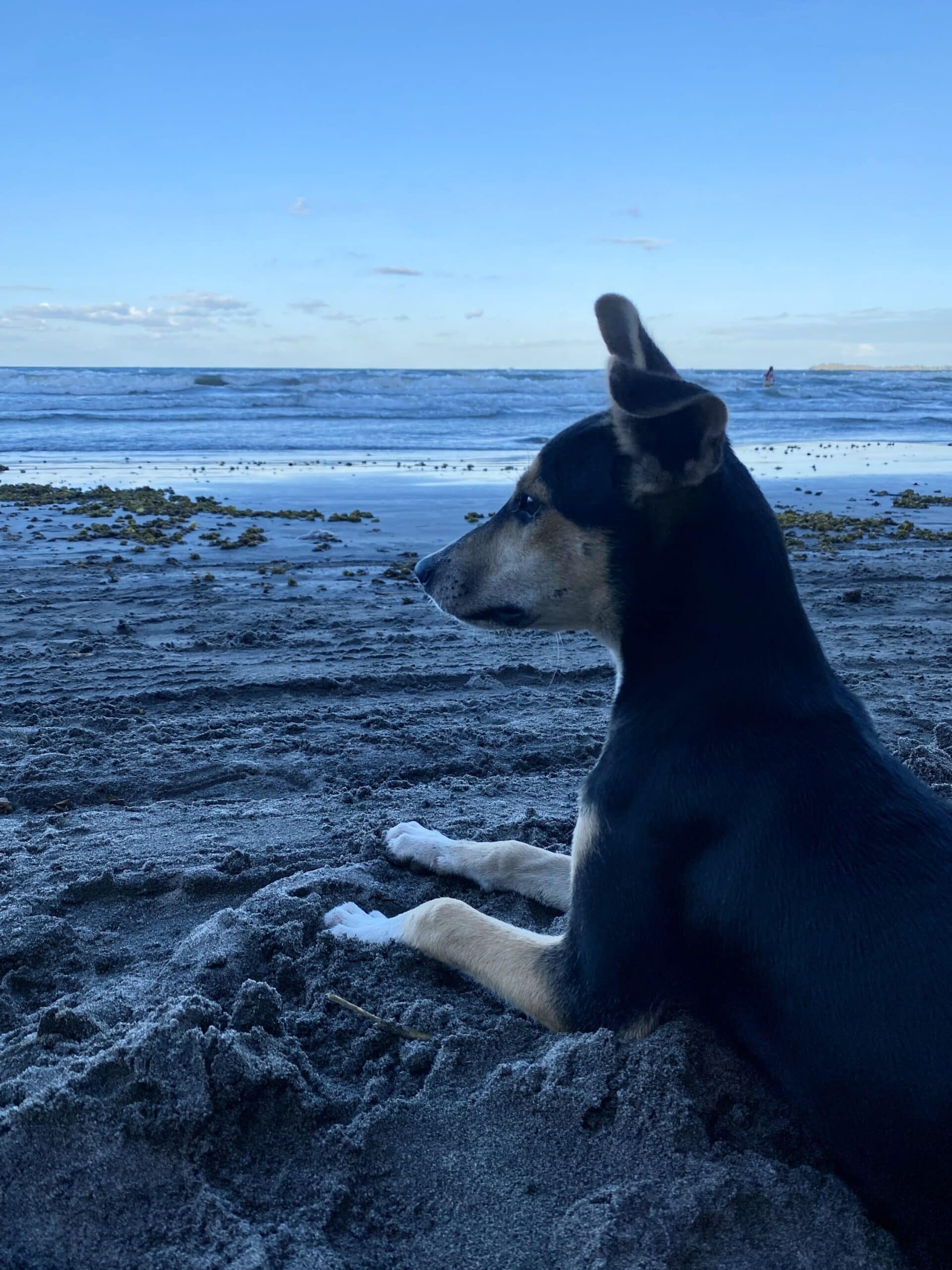 Adventure dog Raya Adventure dog Raya